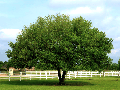 Southern Live Oak trees for sale at Moon Valley Nurseries