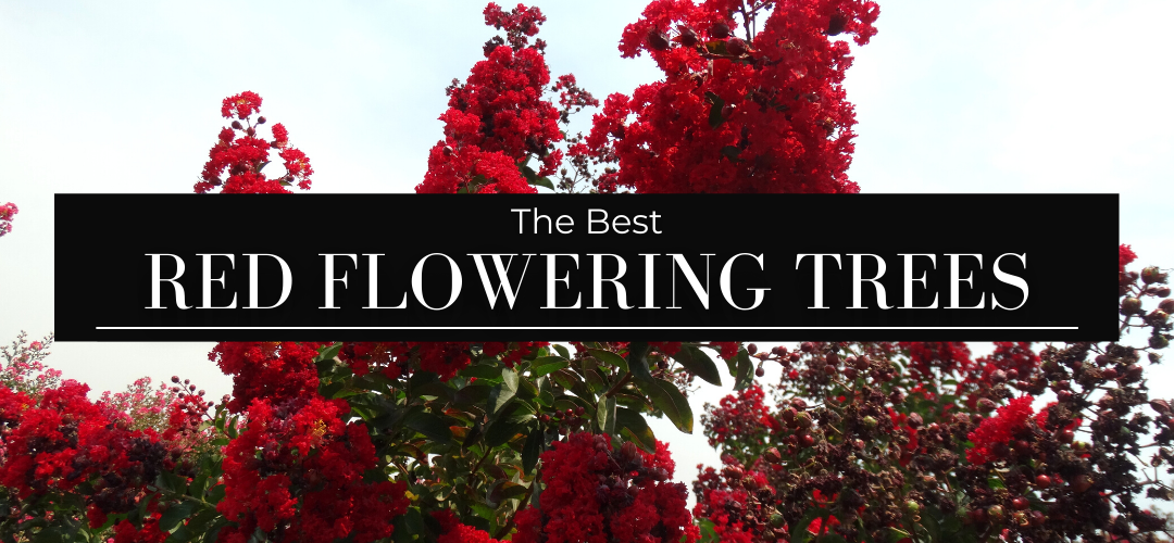 The Best Red Flowering Trees