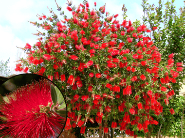 Lemon Bottlebrush Tree with Red Bottlebrush Flowers