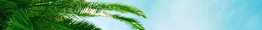Palm tree against sky banner