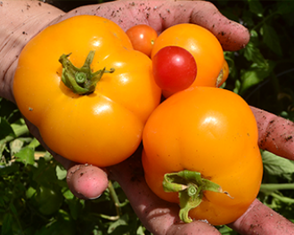 Fresh Fruit and Vegetables from homegrown trees