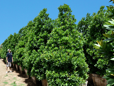 podocarpus for sale at Moon Valley Nurseries