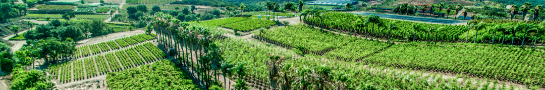 Fillmore Farm yard - Moon Valley Nurseries