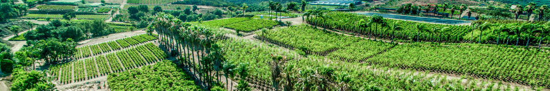 Fillmore Farm yard - Moon Valley Nurseries 