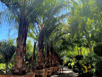 Piru King Palm for sale at Moon Valley Nurseries