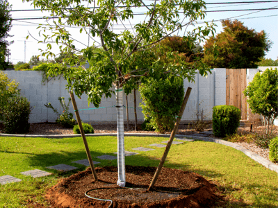 Double staking trees