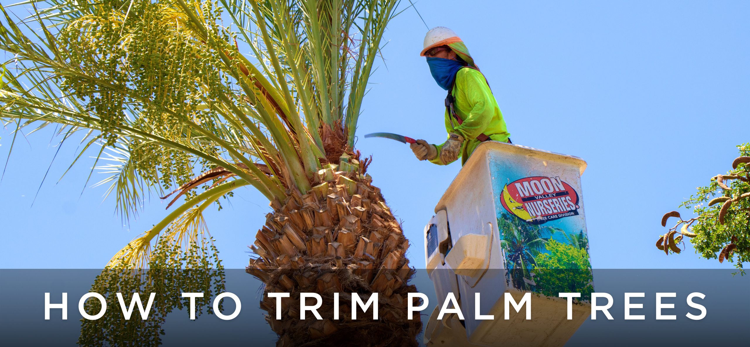 Trimming date palm header