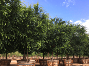 chinese elm true green elm trees at nursery farm