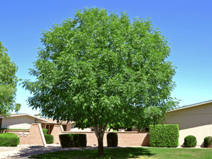 Majestic Beauty Evergreen Ash