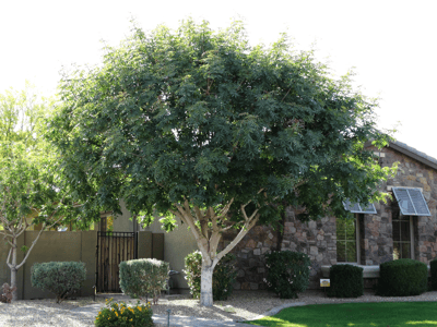 Chinese pistache tree - Chinese Pistachio tree in landscape 