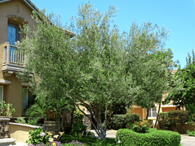 Olive tree in front yard landscape