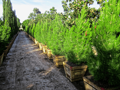 Young Pine Trees for sale