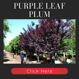 Purple Leaf Plum with Pink Flowers
