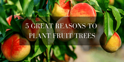 5 reasons to grow fruit trees at home