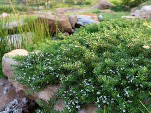 myaporum ground cover for sale at moon valley nurseries