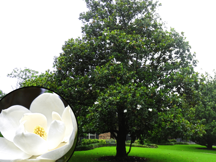 The Top 5 White Flowering Trees