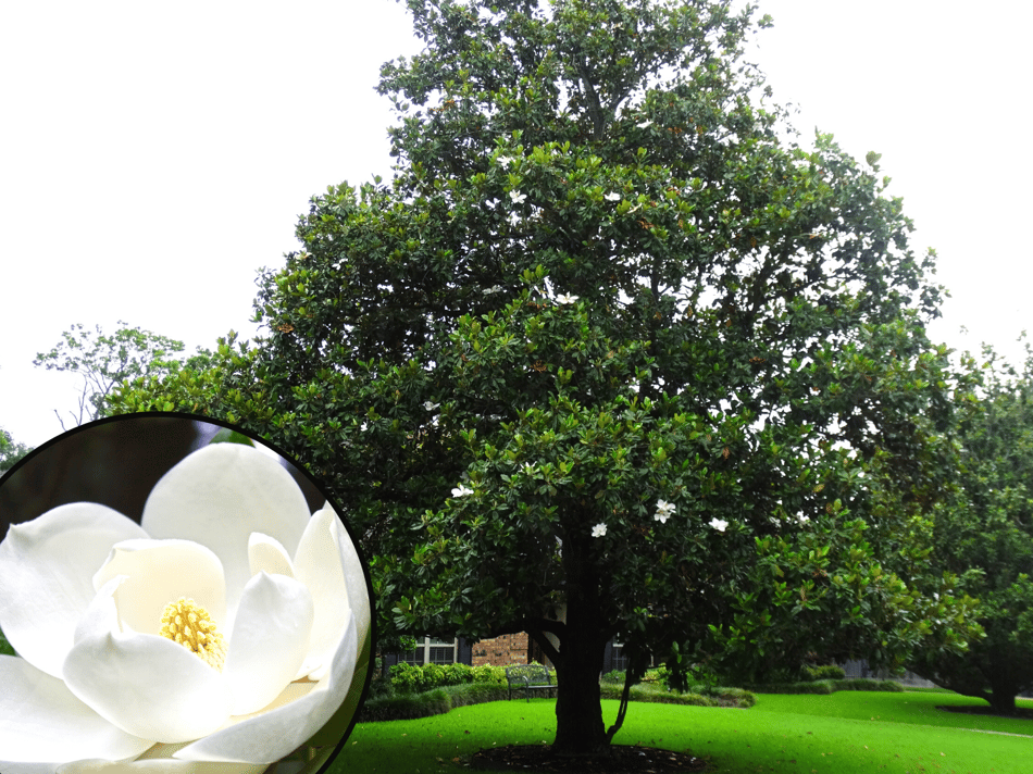 The Top 5 White Flowering Trees