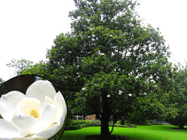 Magnolia Tree with Large White Flowers