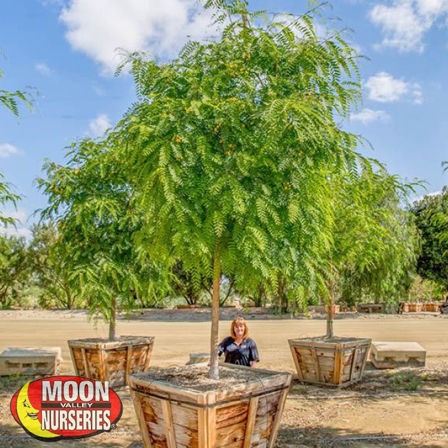 The Best Trees Exclusive to Moon Valley Nurseries