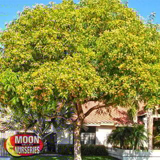 Moon Valley Nursery Moon Valley Nursery