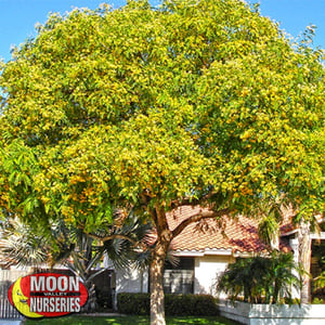 tipu tree blooms