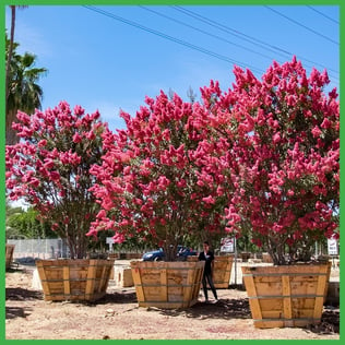 crape myrtle blog.jpg