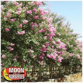 crape_myrtle_pink_flowers