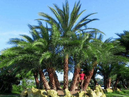 Reclinata Palm Specimen