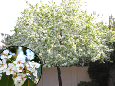 White Flowering Pear 