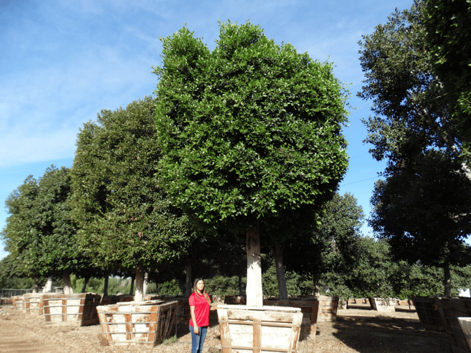 MOON VALLEY NURSERIES FARMS GROWING CUSTOM TREES FOR 25 YEARS