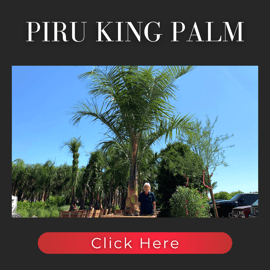 Piru Queen Palm 