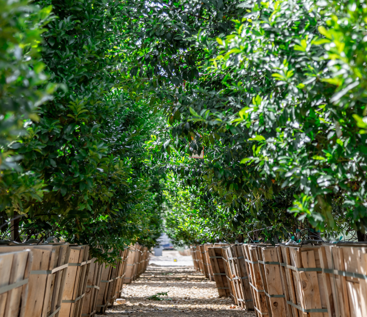 Carolina Cherry Hedges At Moon Valley Nurseries