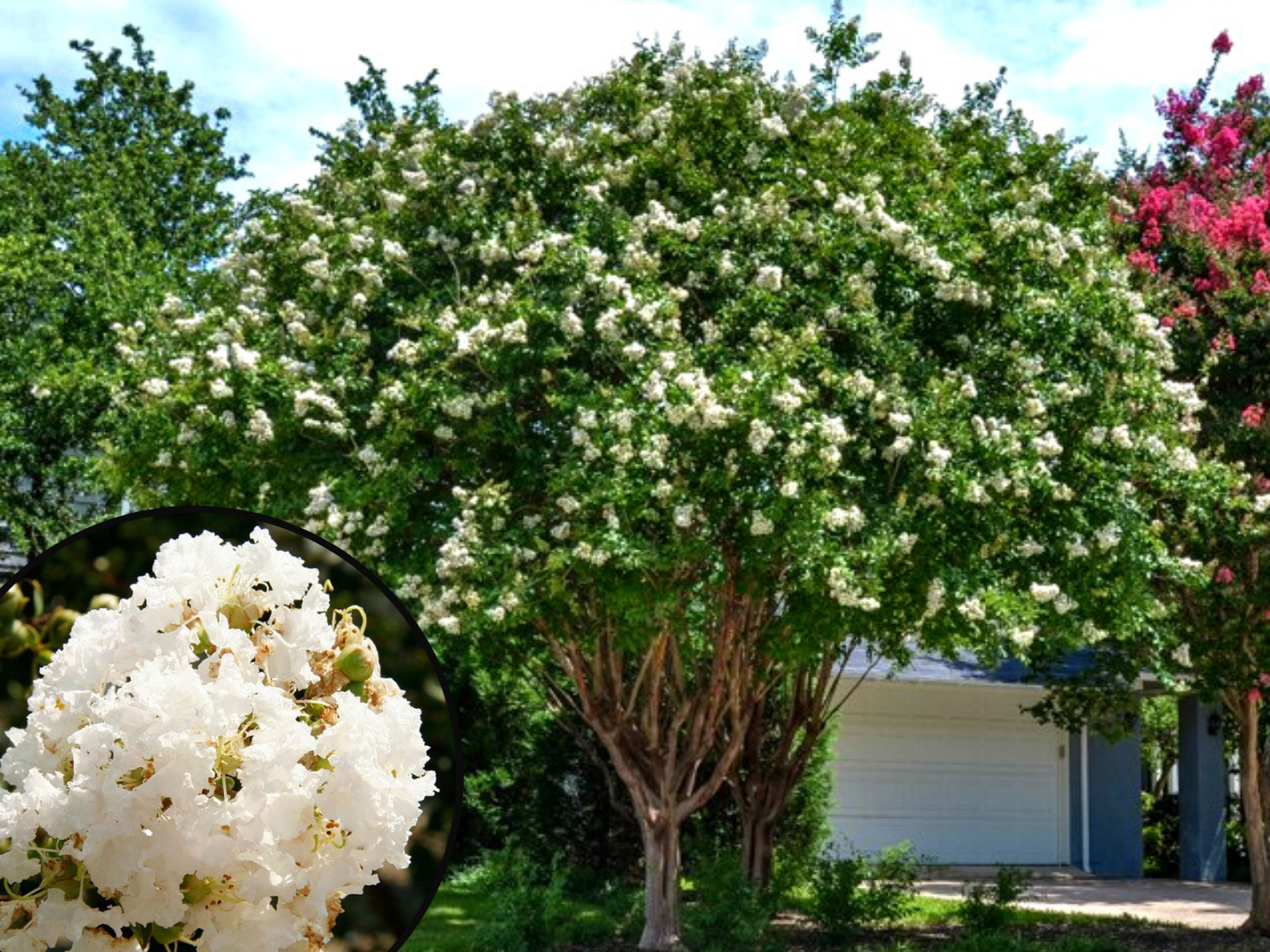 The Top 5 White Flowering Trees   22 