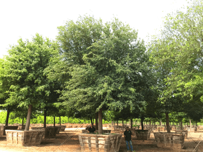 Rows of Specimen Live Oak trees