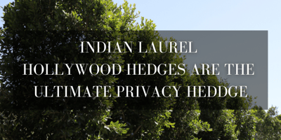 Indian laurel Hollywood hedges
