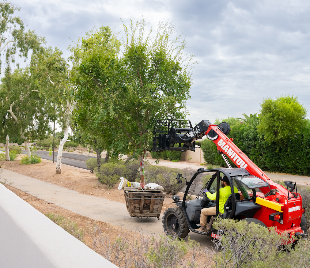 Shade Tree Installation By Moon Valley Nurseries