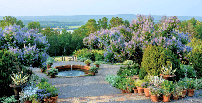 garden design with purple flowering trees
