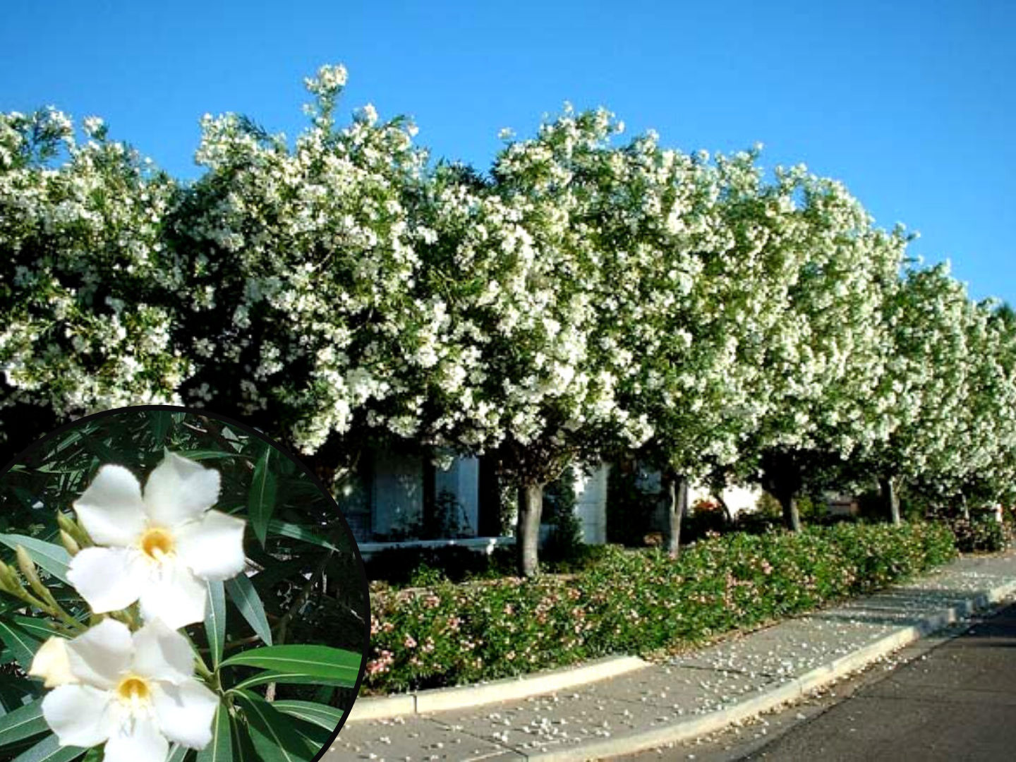 The Top 5 White Flowering Trees   23 