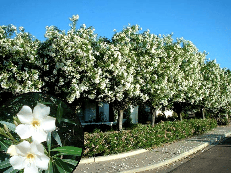 The Top 5 White Flowering Trees