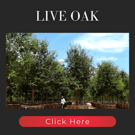 Southern Live Oak