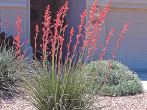 Red yucca in front yard landscape