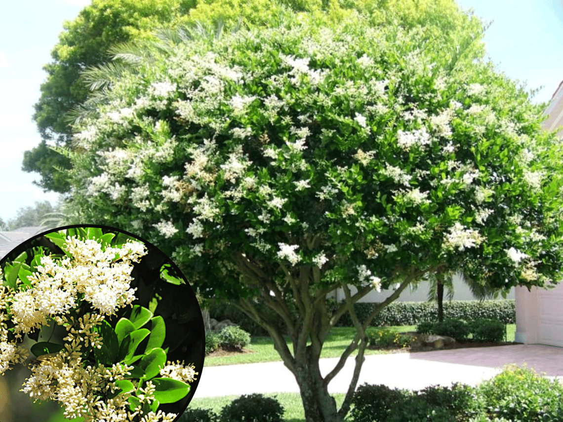 The Top 5 White Flowering Trees