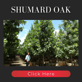Shumard Oak