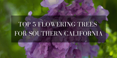 best flowering trees for southern california