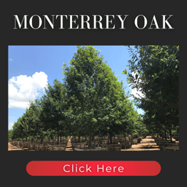 Monterrey Oak