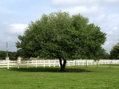 Southern Live Oak In landscape
