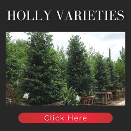 Holly varieties
