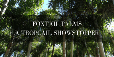 foxtail palms for tropical backyards