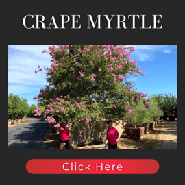 Crape Myrtle