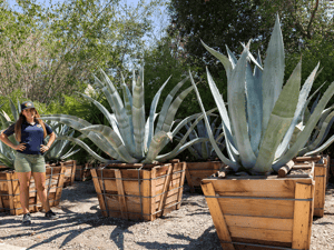 Agave americana for sale at moon valley nurseries